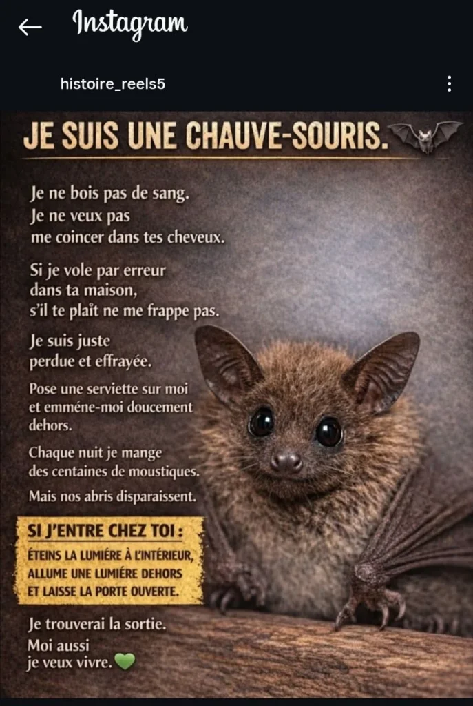 Ces souris volantes ne sont pas méchantes.
Source Instagram