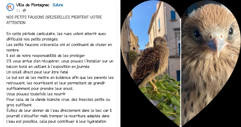 Alerte et Infos :
Comment réagir si un oisillon est tombé à vos pieds ?
Ici c'est pour les faucons crécerelles.
Source FDB. 
-Pour d'autres comme le martinet noir, la nourriture est seulement des insectes. 
Tous Les conseils sur www.LPO.fr